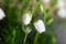 Flowers of Daboecia cantabrica