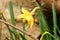 Flowers daffodil yellow