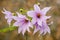 Flowers of Dahlia imperialis, bell tree dalia.