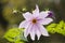 Flowers of Dahlia imperialis, bell tree dalia.