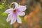 Flowers of Dahlia imperialis, bell tree dalia.