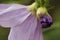 Flowers of Dahlia imperialis, bell tree dalia.