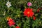 Flowers Dahlia `Jolly Fellows`. Bright garden flowers dahlia.