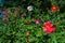 Flowers Dahlia `Jolly Fellows`. Bright garden flowers dahlia.