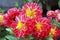 Flowers of dahlias in fiery red yellow colors