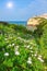 Flowers, daisies, grass in the garden beach.