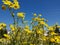 Flowers daisies magnolia and other wild flowers in a meadow