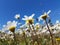 Flowers daisies magnolia and other wild flowers in a meadow