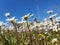 Flowers daisies magnolia and other wild flowers in a meadow