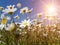 Flowers daisies magnolia and other wild flowers in a meadow