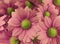 Flowers Daisies pink. close-up. floral collage. Spring composition.