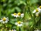 Flowers of daisies on which insects crawl and spikelets of wild green grasses.