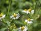 Flowers of daisies on which insects crawl and spikelets of wild green grasses. Natural, eco-friendly environment