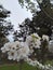 Flowers on damson plant.