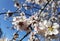 Flowers of damson tree in spring with blue sky background