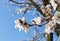 Flowers of damson tree in spring with blue sky background