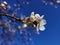 Flowers of damson tree in spring with blue sky background