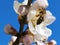 Flowers of damson tree in spring with blue sky background