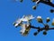 Flowers of damson tree in spring with blue sky background