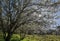 Flowers of damson tree in spring with blue sky background