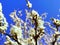 Flowers of damson tree in spring with blue sky background