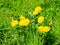 Flowers of dandelion among of dense grass