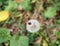 Flowers - Dandelion- at Macea dendrological park