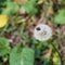 Flowers - Dandelion- at Macea dendrological park