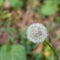 Flowers - Dandelion- at Macea dendrological park