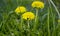 Flowers dandelion medicinal yellow