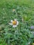 Flowers dandelion street flowers nature green