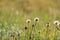 Flowers Dandelion under the sunset