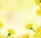 Flowers, dandelions, pale, beautiful, beautiful background for cards and business cards