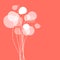 Flowers dandelions white on a Coral color background