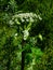 Flowers on dangerous plant Hogweed Sosnowski, Heracleum sosnowskyi, closeup, selective focus, shallow DOF