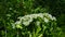 Flowers on dangerous plant Hogweed Sosnowski, Heracleum sosnowskyi, closeup, selective focus, shallow DOF