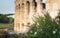 Flowers at dawn in front of the Colosseum