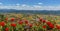 Flowers decorate the view from Mount Ingino over the city of Gubbio, Italy