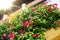 Flowers Decorated Balcony