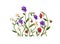 Flowers decoration. Pansies cluster. Heartsease wildflowers, blossomed field plants group. Gentle blooms branches, stems