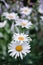 Flowers of decorative chamomile. A flowerbed with beautiful yellow and white flowers