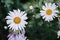 Flowers of decorative chamomile. A flowerbed with beautiful yellow and white flowers