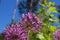 Flowers of decorative onion Allium, similar to fluffy balls, against the background of greenery and blue sky