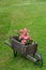 Flowers in decorative wheel barrow