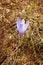 Flowers delicate crocus in the mountains