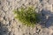 Flowers in the desert Green weed growth. group of flowers growing on dry soil in the desert