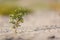 Flowers in the desert Green weed growth. group of flowers growing on dry soil in the desert