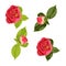 Flowers design set with green leaves and red roses peony flowers couple.