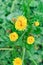 Flowers details- Taraxacum officinale