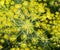 Flowers of dill or fennel us background